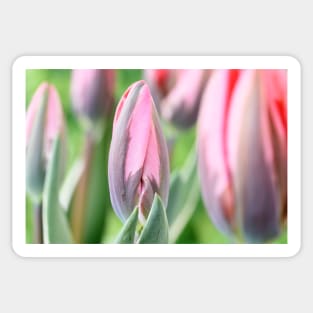 Tulipa &#39;Pretty Princess&#39; Triumph Group Tulip Sticker